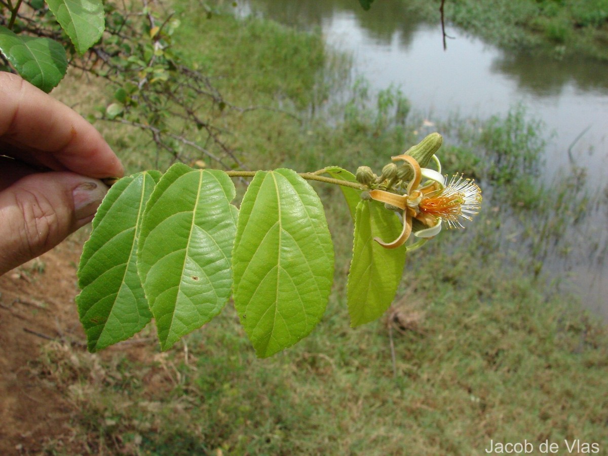 Grewia orientalis L.